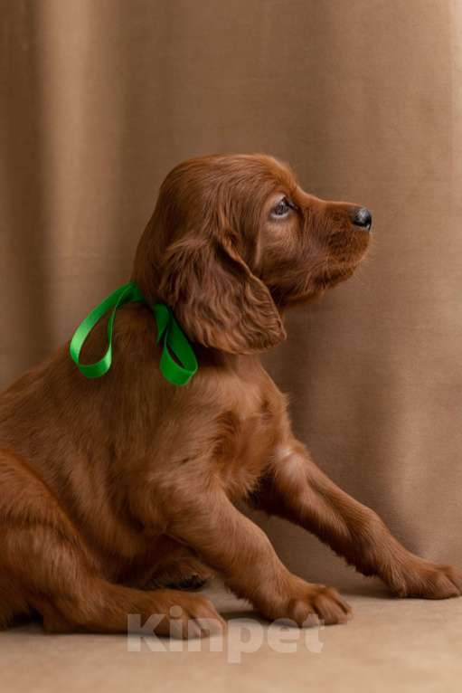 Собаки в Севастополе: Щенки ирландского красного сеттера Мальчик, 45 000 руб. - фото 4