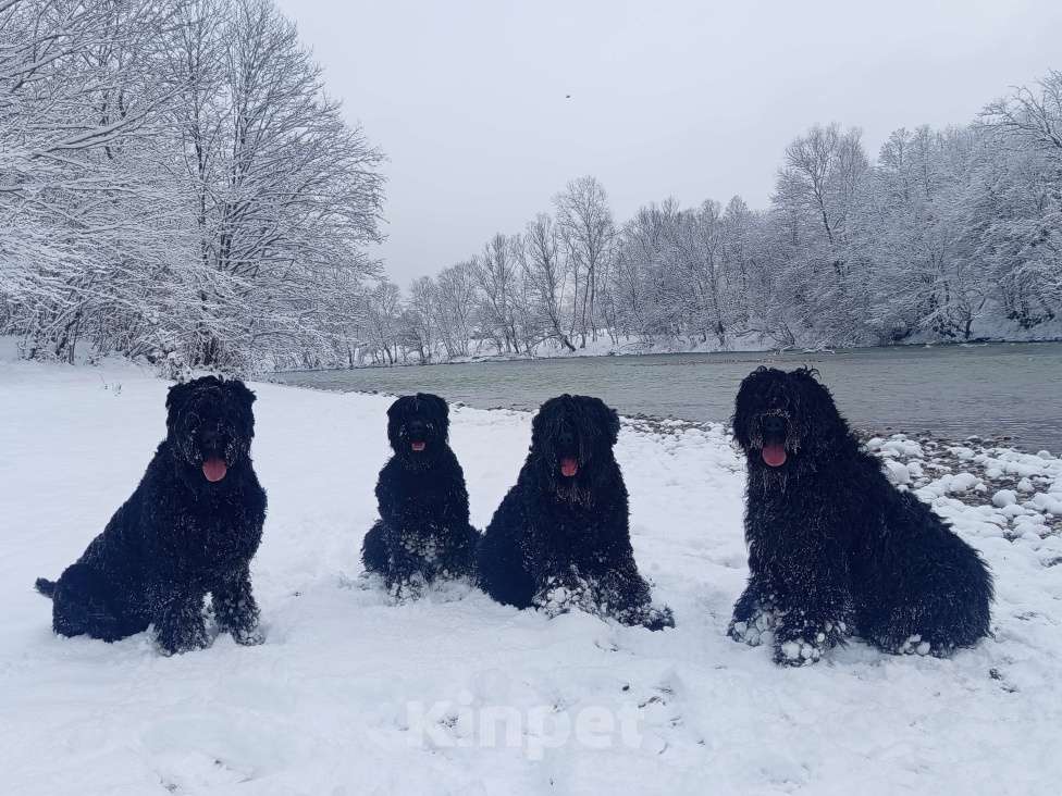 Собаки в Апшеронске: Русский Черный  Терьер щенки  Мальчик, 60 000 руб. - фото 8