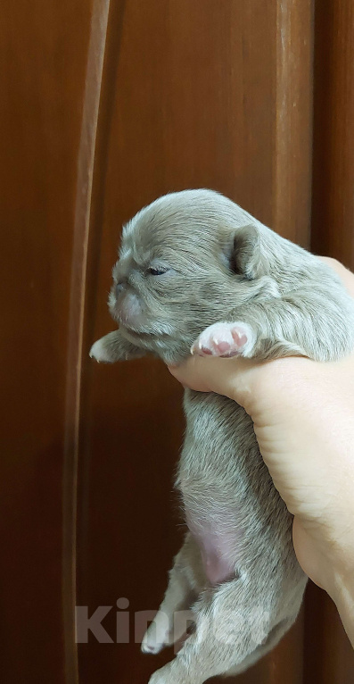 Собаки в Новосибирске: Фантастическая длинношерстная красавица! Девочка, Бесплатно - фото 1