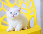 Кошки в Новосибирске: Британский котенок Мальчик, Бесплатно - фото 1