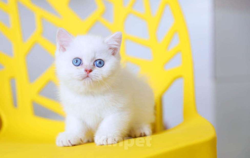 Кошки в Новосибирске: Британский котенок Мальчик, Бесплатно - фото 1