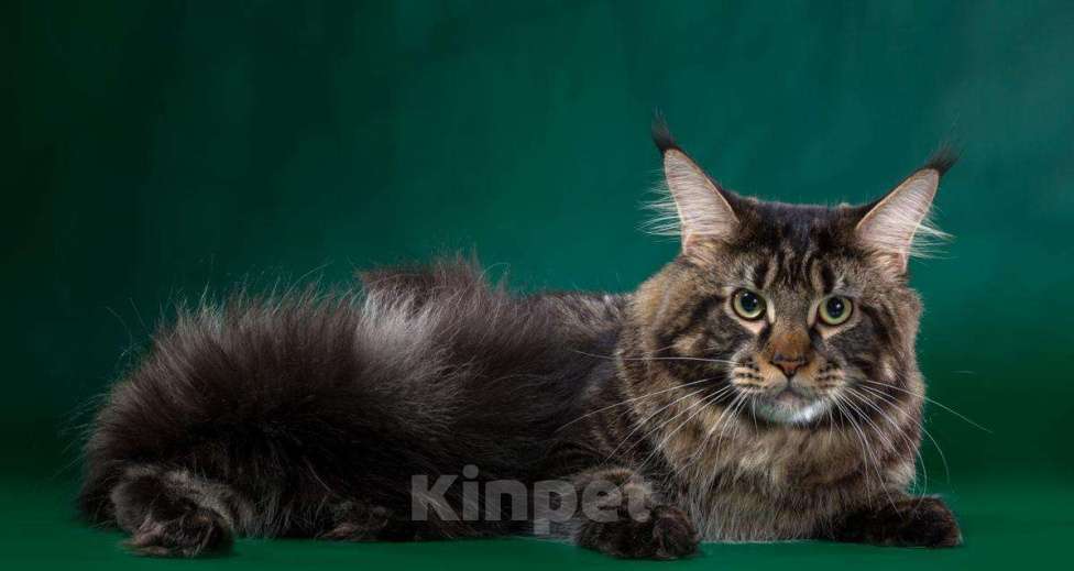 Кошки в Новосибирске: Титулованный кот мейн-кун на вязку, 15 000 руб. - фото 1