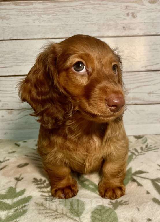 Собаки в Москве: Такса миниатюрная длинношёрстная Мальчик, 80 000 руб. - фото 2