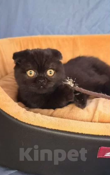 Кошки в Ульяновске: Шотландская вислоухая кошка (или скоттиш-фолд) Девочка, Бесплатно - фото 2