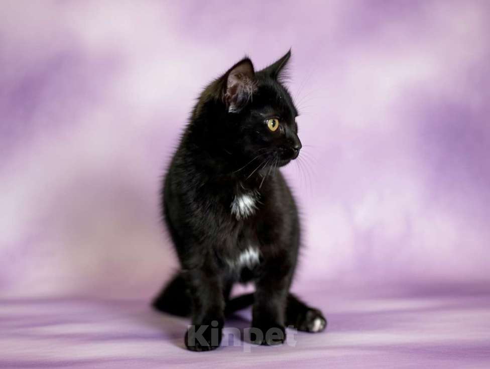 Кошки в Москве: Буся, котенок-подросток в добры руки Девочка, Бесплатно - фото 3