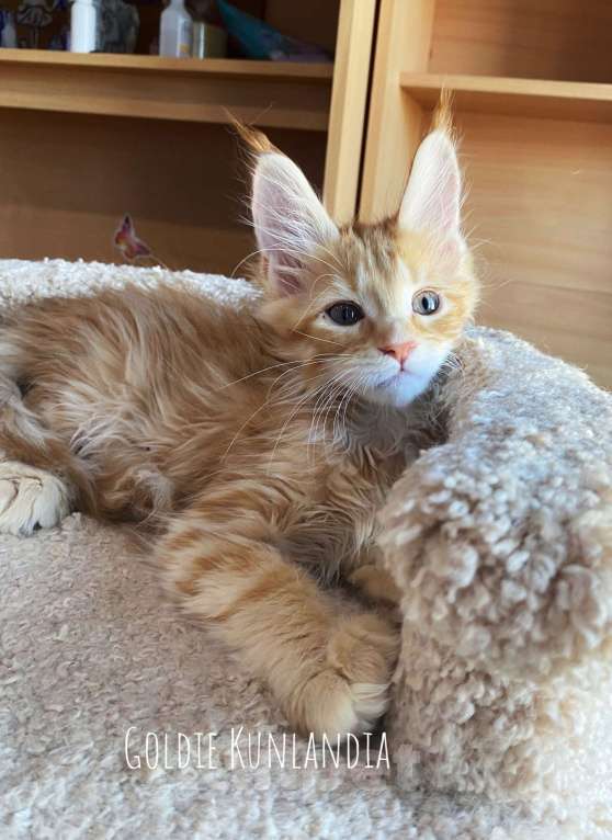 Кошки в Екатеринбурге: Девочка, красное солнышко Девочка, 30 000 руб. - фото 3