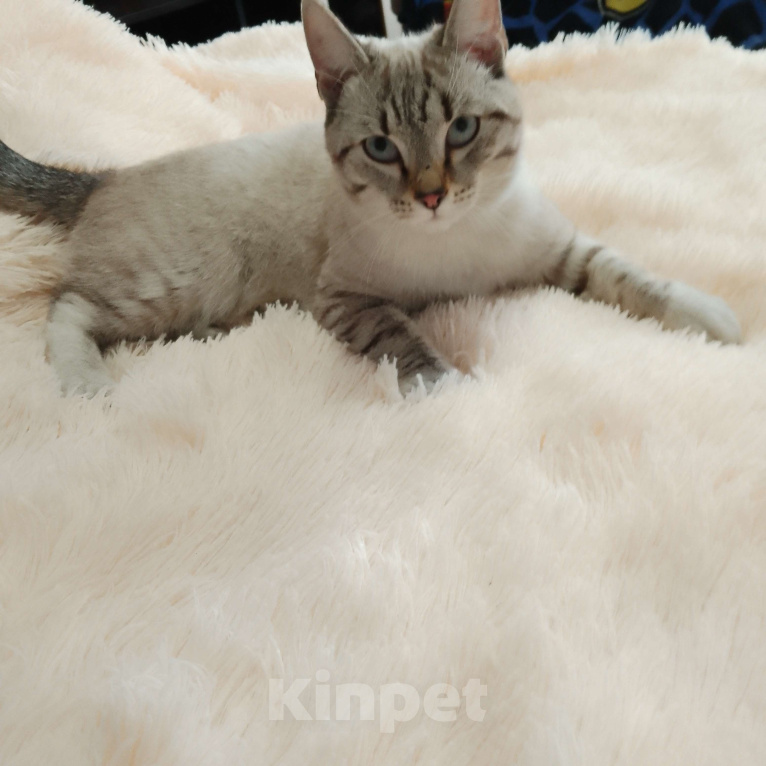 Кошки в Кемерово: В добрые руки Мальчик, Бесплатно - фото 1