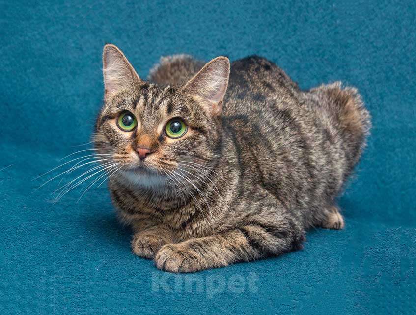 Кошки в Москве: Малышка Муся ищет дом и любящее сердце Девочка, Бесплатно - фото 5