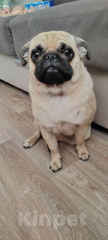 Собаки в Красноярске: Мопс девочка продажа  Девочка, 35 000 руб. - фото 6