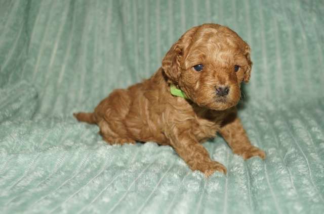 Собаки в Череповце: Щенки Той-пуделя Девочка, 70 000 руб. - фото 3