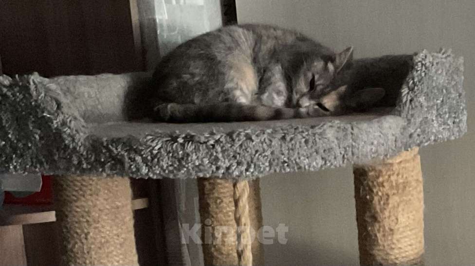 Кошки в Санкт-Петербурге: Кошка Мира в семью Девочка, Бесплатно - фото 4