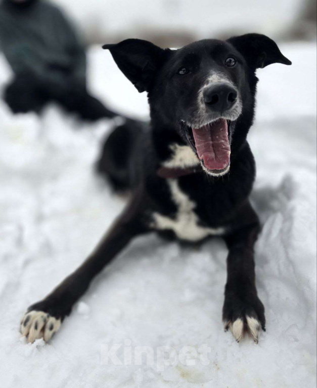 Собаки в Королеве: Разрешите представить красавчика Добби! Мальчик, Бесплатно - фото 3