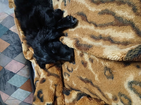 Отдам щенка вдобрые руки