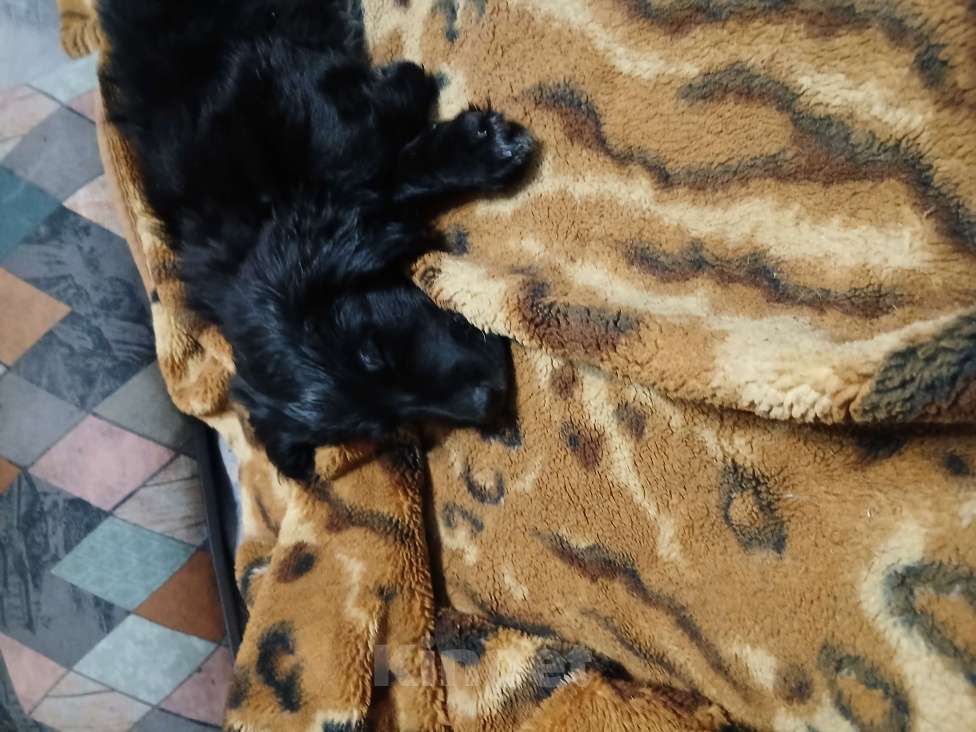 Собаки в Симферополе: Отдам щенка вдобрые руки Девочка, Бесплатно - фото 1