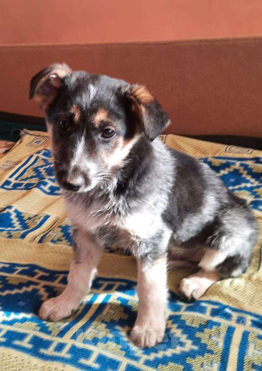 Собаки в Волгограде: Отдам в добрые руки щенков Мальчик, Бесплатно - фото 3