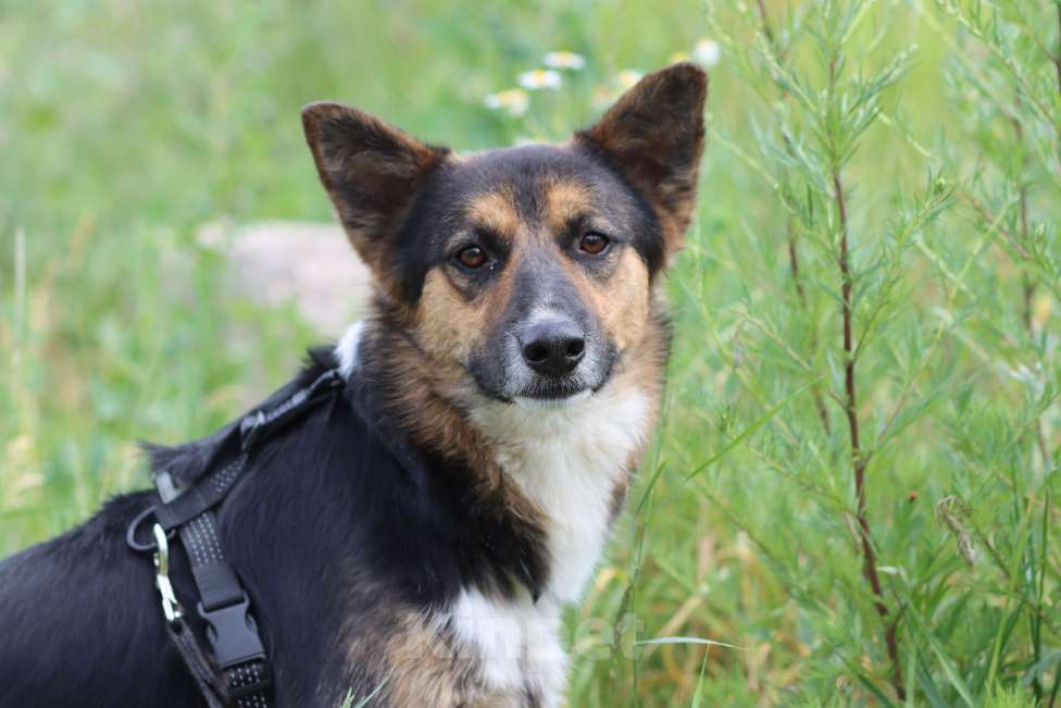 Собаки в Москве: Скромный пёсик ищет дом Мальчик, Бесплатно - фото 2