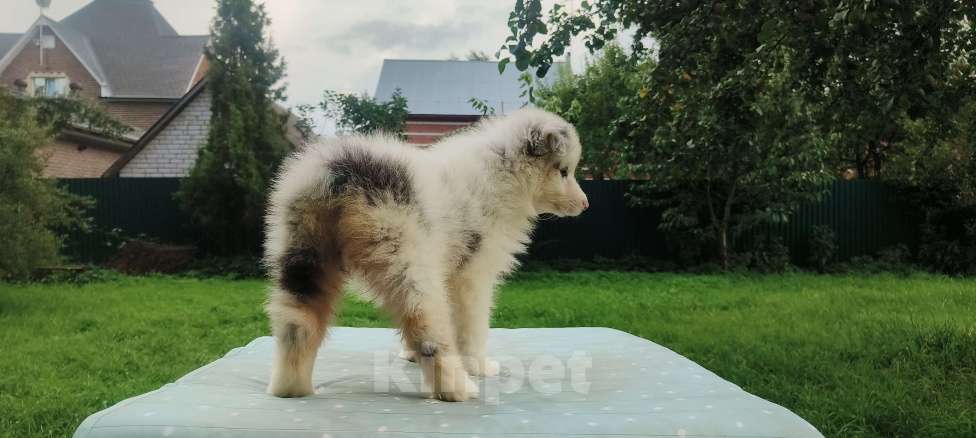 Собаки в Домодедово: Щенок Австралийской овчарки  Девочка, 60 000 руб. - фото 5