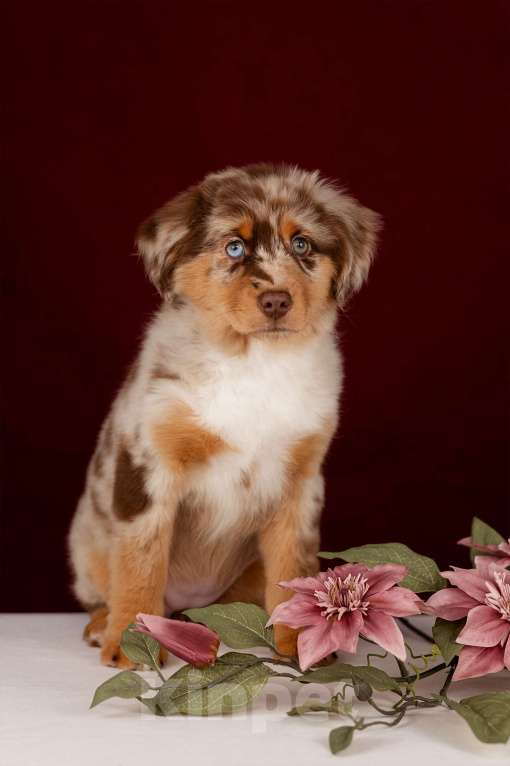 Собаки в Москве: Питомник предлагает щенков Миниатюрной Американской овчарки Разнополые, Бесплатно - фото 7