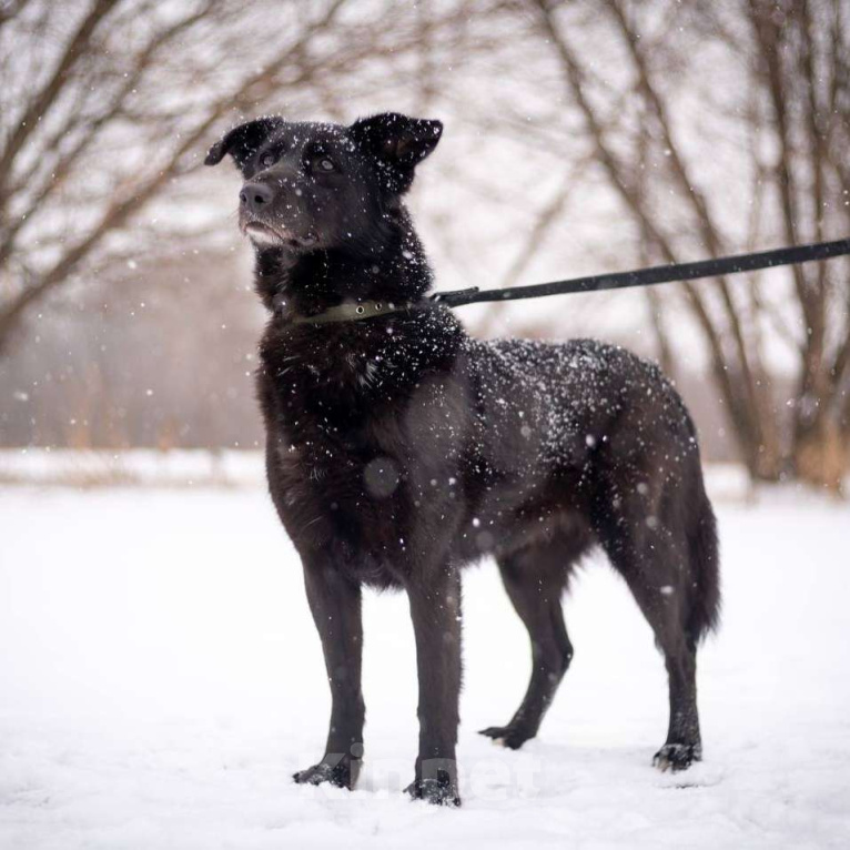Собаки в Москве: Дени Девочка, Бесплатно - фото 2