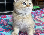 Кошки в Клине: Яша Мальчик, 27 000 руб. - фото 5