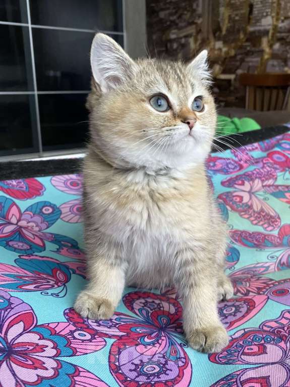 Кошки в Клине: Яша Мальчик, 27 000 руб. - фото 5