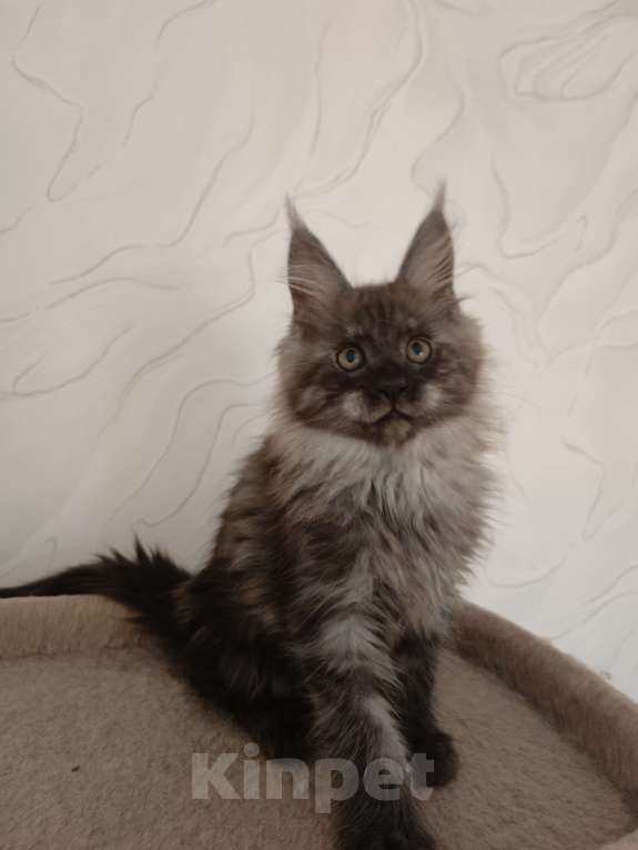 Кошки в Воронеже: Котенок мейн-кун Девочка, 35 000 руб. - фото 2