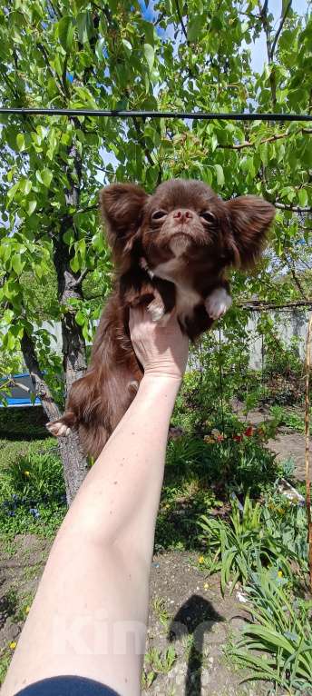 Собаки в Самаре: Подрощенный мальЧишка Мальчик, 60 000 руб. - фото 4