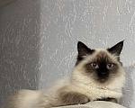 Кошки в Москве: Ищу невского маскарадного кота для вязки Девочка, Бесплатно - фото 4