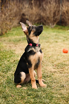Щенки ВЕО от рабочей пары, с хорошей  родословной