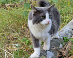 Кошки в Москве: Кошка Фаня 2 года Девочка, Бесплатно - фото 6