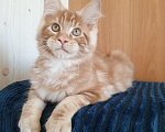 Кошки в Владимире: Рыжее солнышко Мальчик, 60 000 руб. - фото 5