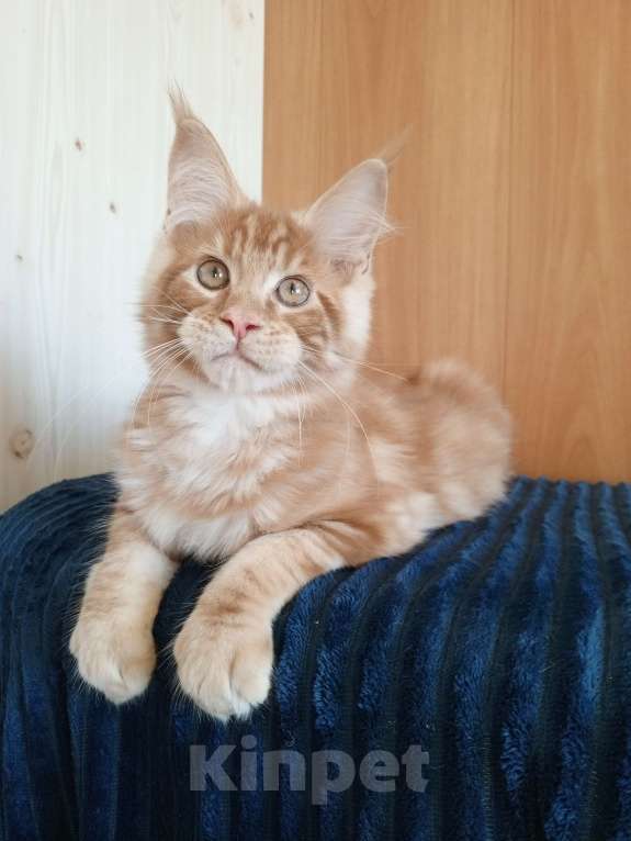 Кошки в Владимире: Рыжее солнышко Мальчик, 60 000 руб. - фото 5