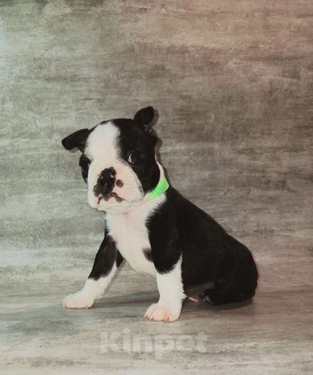 Собаки в Санкт-Петербурге: Бостон терьер кобель Мальчик, 80 000 руб. - фото 4