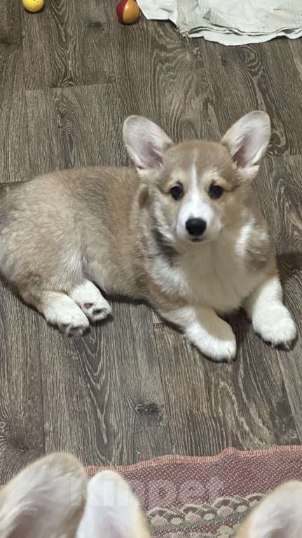 Собаки в других городах Челябинской области: Продам Мальчик, Бесплатно - фото 6