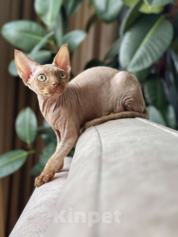 Кошки в Москве: Шоколадный мальчик Qwartz Queen  Мальчик, 50 000 руб. - фото 2