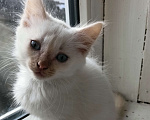 Кошки в Челябинске: Белый котенок Мальчик, Бесплатно - фото 1