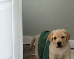 Собаки в Новосибирске: Продам щенка лабрадора Мальчик, 30 000 руб. - фото 1