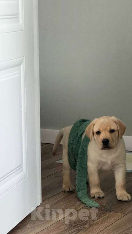 Собаки в Новосибирске: Продам щенка лабрадора Мальчик, 30 000 руб. - фото 1