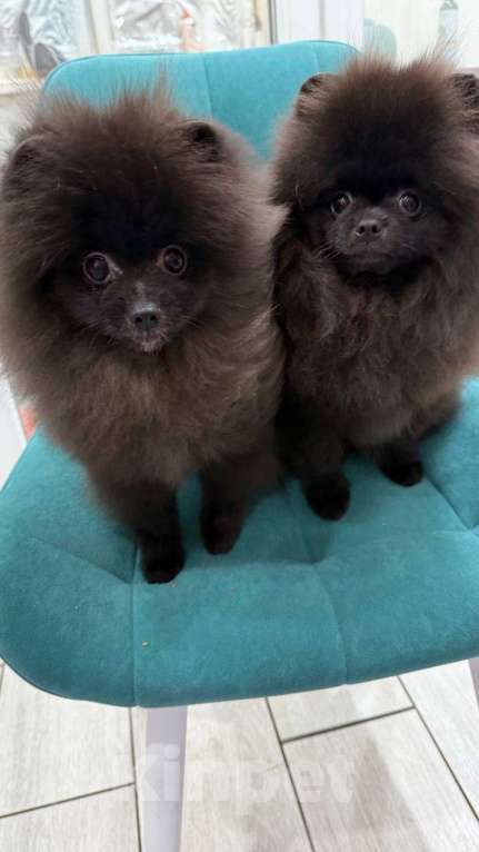 Собаки в Москве: Щенки померанский шпиц, кобель, черный Мальчик, 90 000 руб. - фото 2