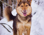 Собаки в Москве: очень красивая и ласковая собака Лучик ищет дом Девочка, 10 руб. - фото 1