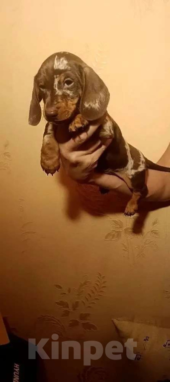 Собаки в других городах Московской области: Мраморный мальчик Мальчик, 90 000 руб. - фото 7