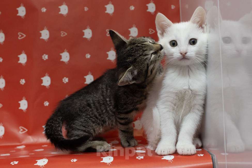 Кошки в Москве: Крошка Мину - как из мультика про котов-аристократов Девочка, Бесплатно - фото 3