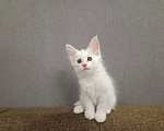 Кошки в Нижнем Новгороде: Котята мейн-кун  Девочка, 12 000 руб. - фото 2