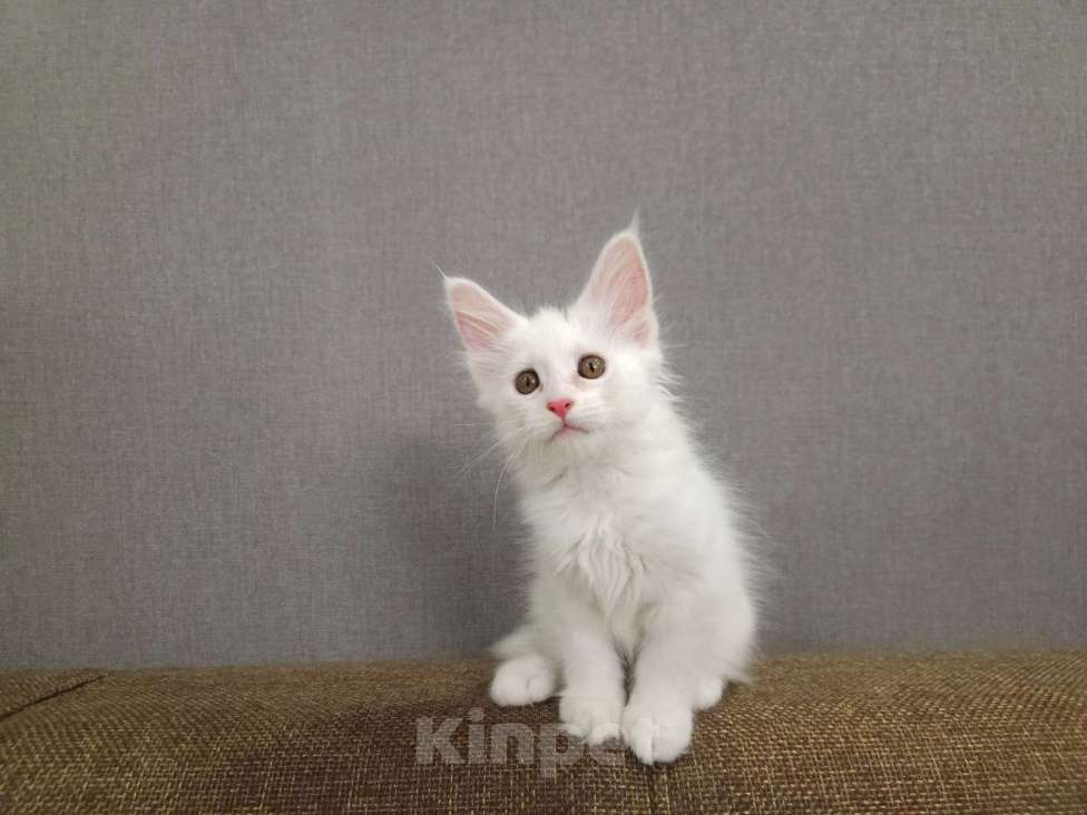 Кошки в Нижнем Новгороде: Котята мейн-кун  Девочка, 12 000 руб. - фото 2