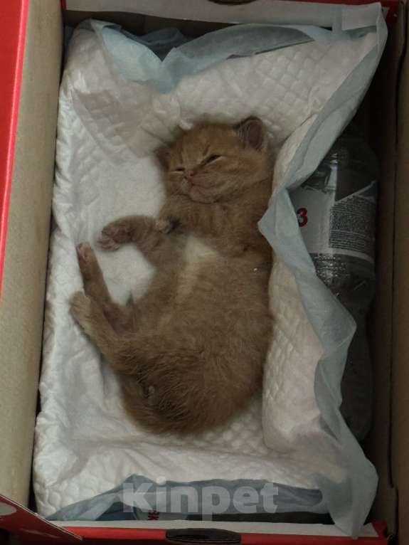 Кошки в Москве: Котенок ищет дом Мальчик, Бесплатно - фото 2