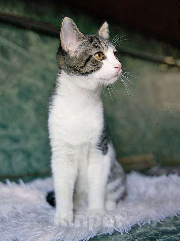 Кошки в Москве: Трогательный, нежный котенок-подросток Месси ищет дом Мальчик, Бесплатно - фото 7