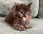 Кошки в Иркутске: Котенок мейн-кун Девочка, 45 000 руб. - фото 2