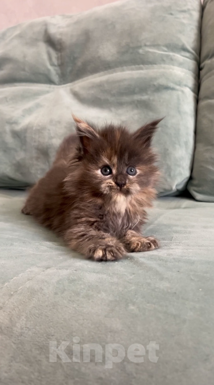 Кошки в Иркутске: Котенок мейн-кун Девочка, 45 000 руб. - фото 2