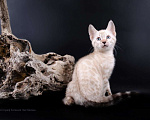 Кошки в Санкт-Петербурге: Бенгальские котята Мальчик, 35 000 руб. - фото 5