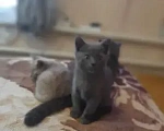 Кошки в Вышнем Волочке: Британский короткошёрстный котёнок Мальчик, 6 000 руб. - фото 6